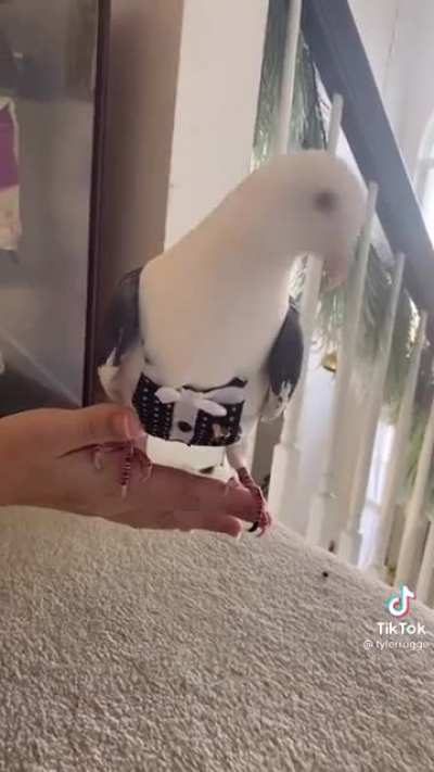 Pigeon pants