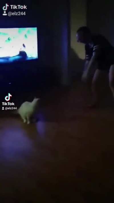lol... Like owner, like cat!