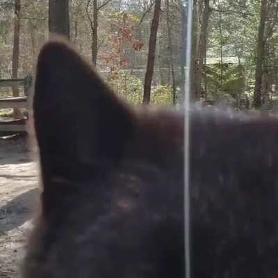🐺🐺