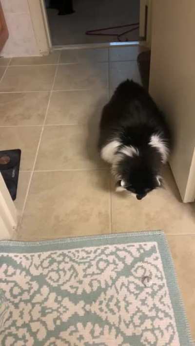 Tiny chonky hops