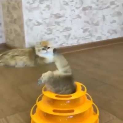 The way he pokes his head up at the end