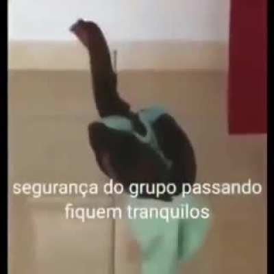 Fiquem tranquilos