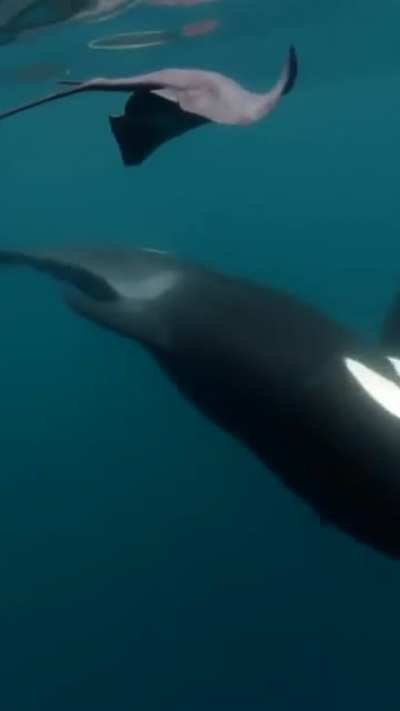 The killer whale "orca" slaps rays with its tail