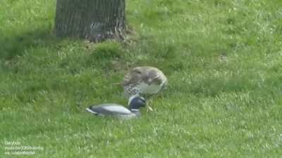 Hawk vs. Decoy Duck