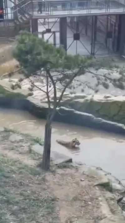 This Duck 🦆 is Playing a game called “Now You See Me, Now You DONT” 🤣🤣🤣