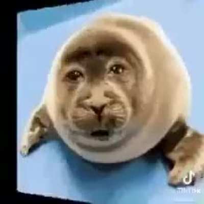 Cute Seal 🥰