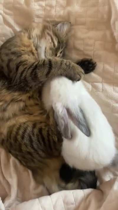 Surprise