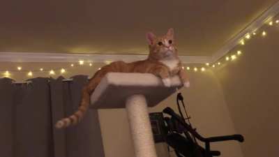 Igni&rsquo;s reaction to my spouse playing peek-a-boo with him