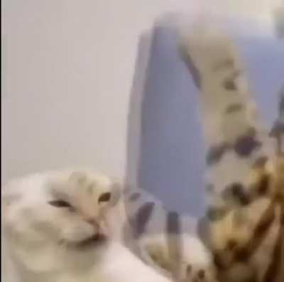 Cat attac