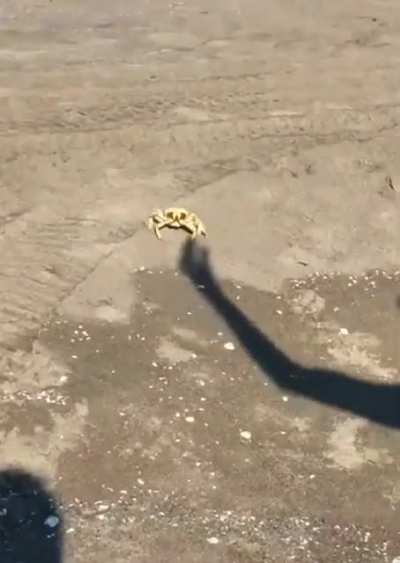 🦀 attack