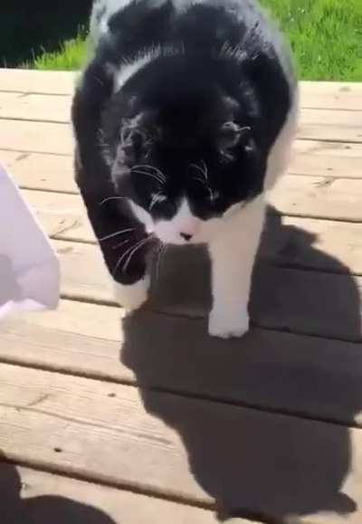 my neighbor's cat