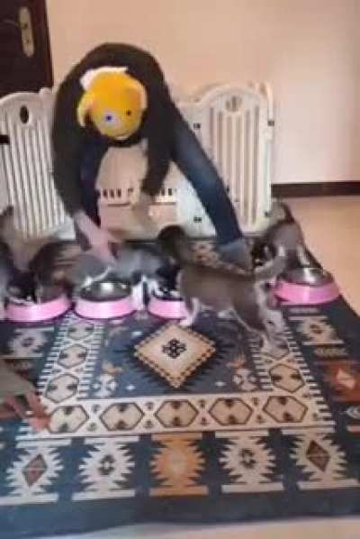 Juggling puppies&hellip;