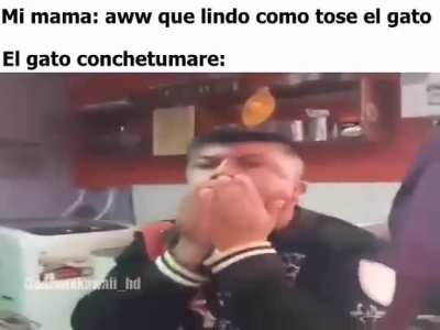 gato culiao