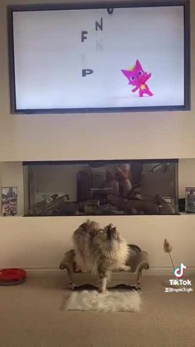 the cat loves baby shark