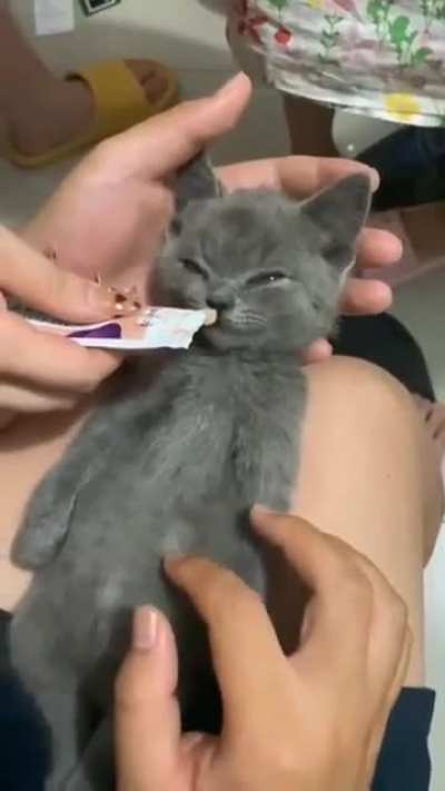 Sleepy kitty