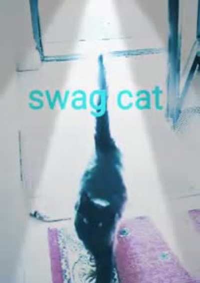 swag cat