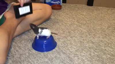 My smol rat Oreo doing her "read a sign" trick!