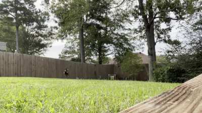 Neighbor&rsquo;s dog behind the fence barks the instant my dog jumps to catch ball.
