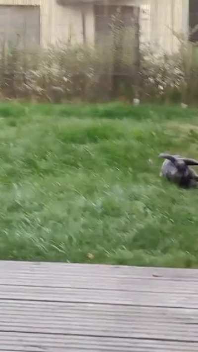 Loki is a little speedster