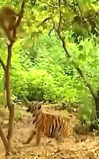🔥 Gibbon teasing tiger cubs