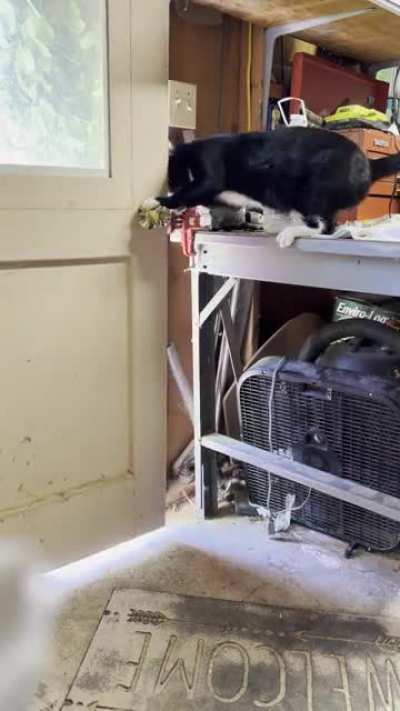 I couldn&rsquo;t comprehend that this was how he was getting out, so I setup my phone and he did this right away