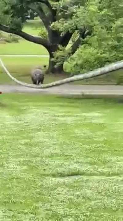 Do not call a squirrel a fat F***!