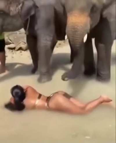 Любопытный слоник