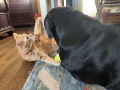 Pete & Penny discuss their plans for the day