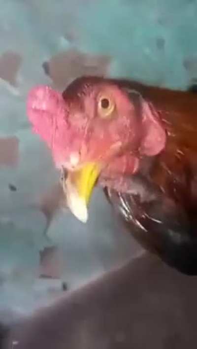 Cock
