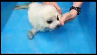Seals first dip