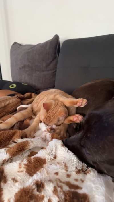 Our little carbonara, Wario and his Grandpa Euro