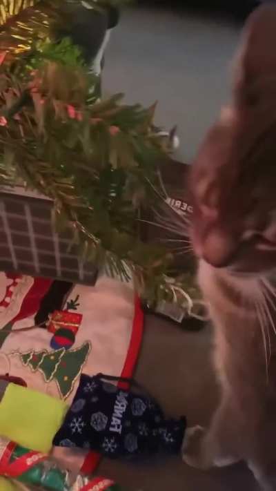 Cats and Christmas