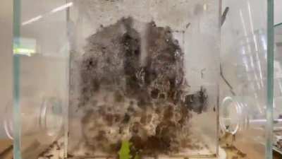 Timelapse of leaf cutter ants farming. At the top, inedible leaf pulp is planted and a domesticated fungus grows onto it. At the bottom, fully grown, nutritious fungus is taken and fed to the colony.