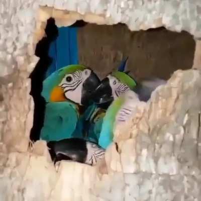 A group of parrots nesting inside a palm tree