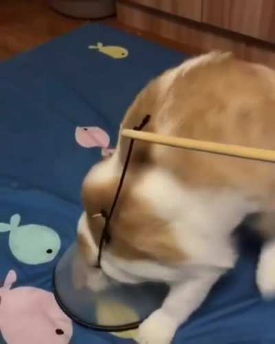When the cat won&rsquo;t let you put on their cone
