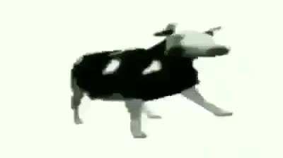 Cow Dance