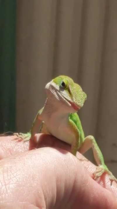 Mortimer is such a cute little Velociraptor