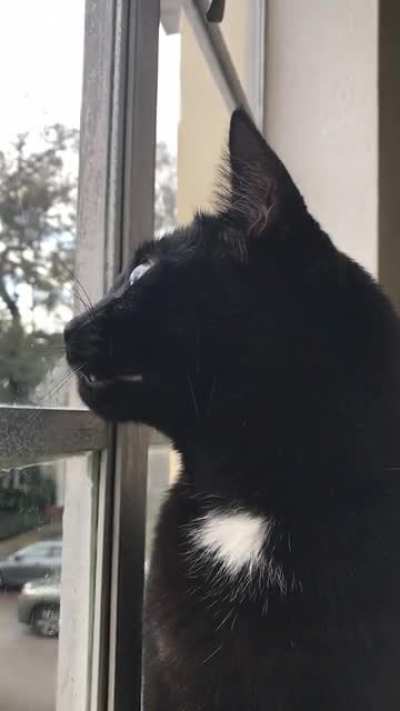 I Want To Eat Those Birds - Bruce