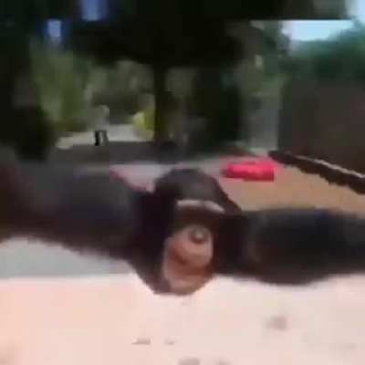 Monke