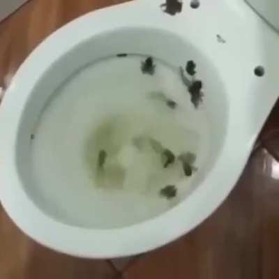 a lot of them