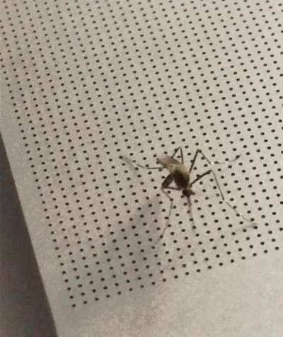 Stupid mosquito sucks laptop&rsquo;s blood