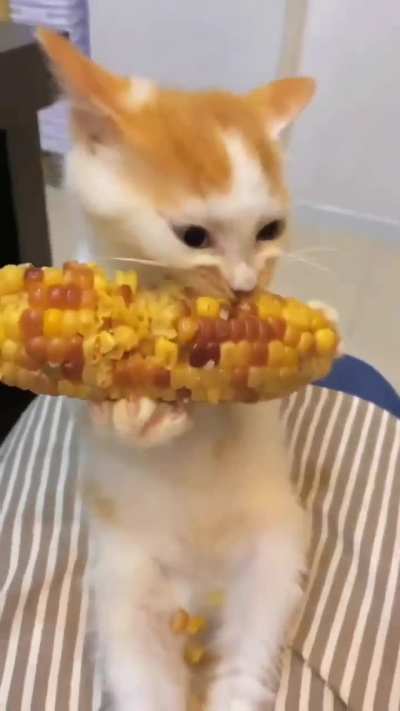 Corn lover 🌽