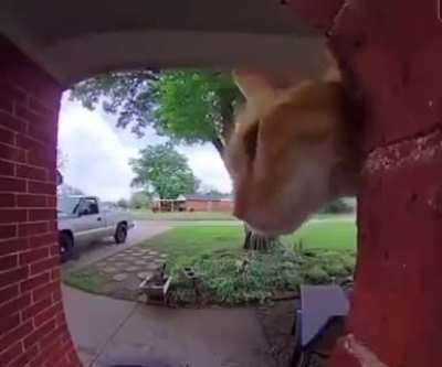 what the cat doing