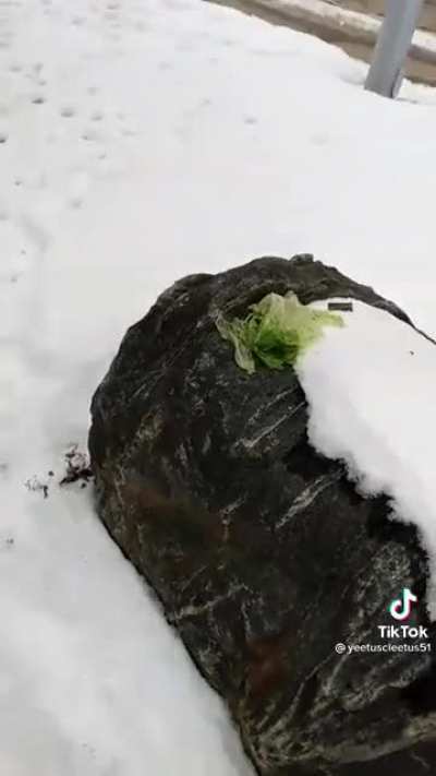 Anybody else want a salad?