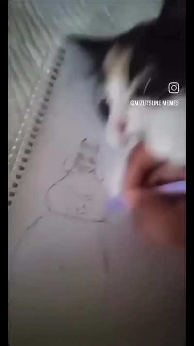 Gato