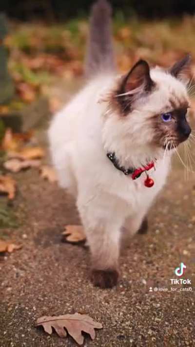 Oscar as a Movie Star !!!