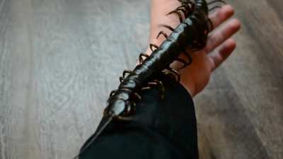 Leila my 10&rdquo; Scolopendra Gigantea from Venezuela