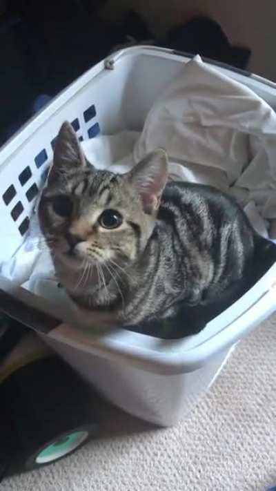 Cat gets excited about laundry day