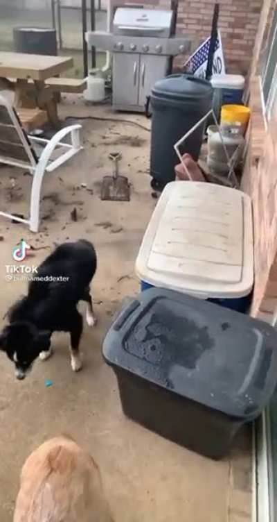 Dog