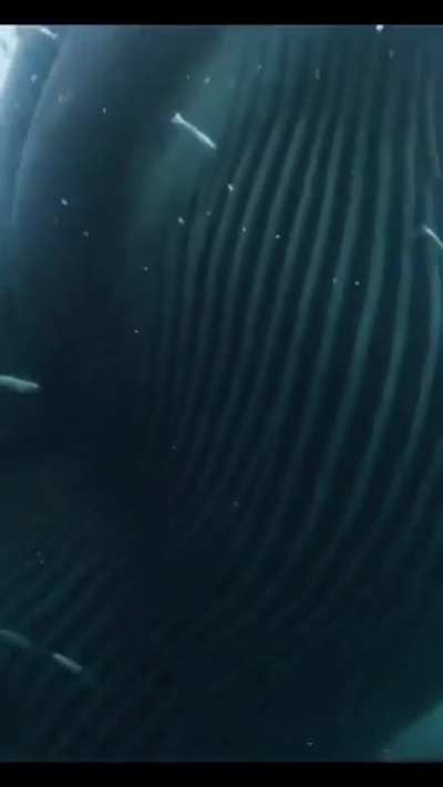 That shark was like ooh shit I'm outta here